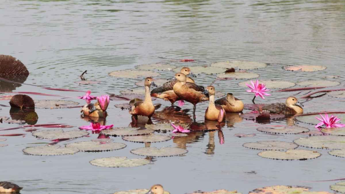 অতিথি পাখি রক্ষায় যেসব নির্দেশনা দিলো জাবি প্রশাসন