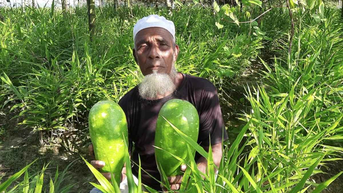 মাটির নিচে আদা, মাচায় সবজি: কৃষক সাত্তারের তাক লাগানো সাফল্য