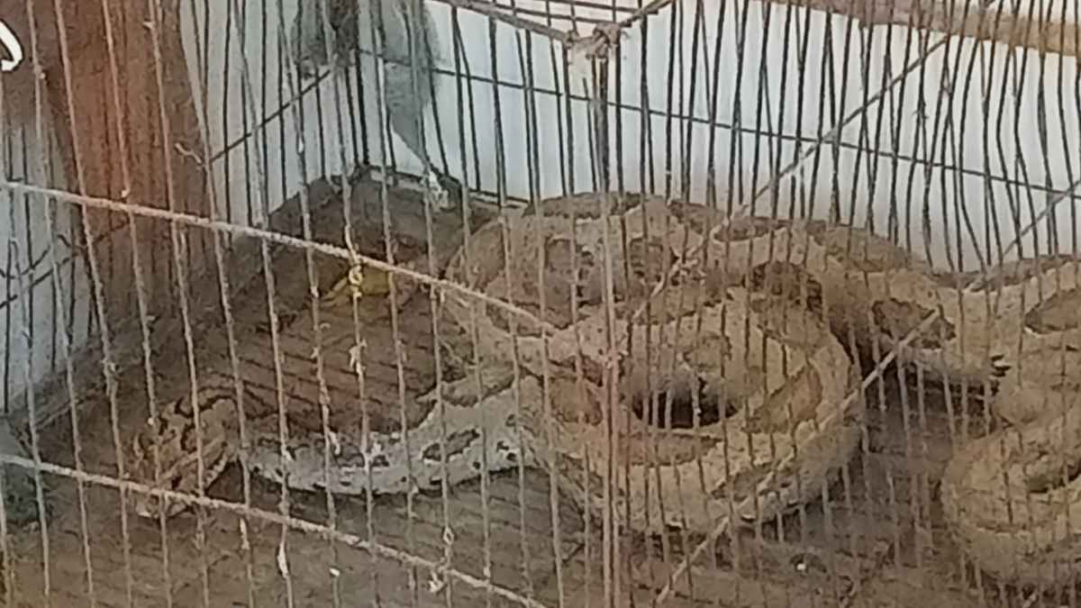 চুয়াডাঙ্গায় কৃষকের সাহসিকতায় উদ্ধার বিশাল রাসেল ভাইপার