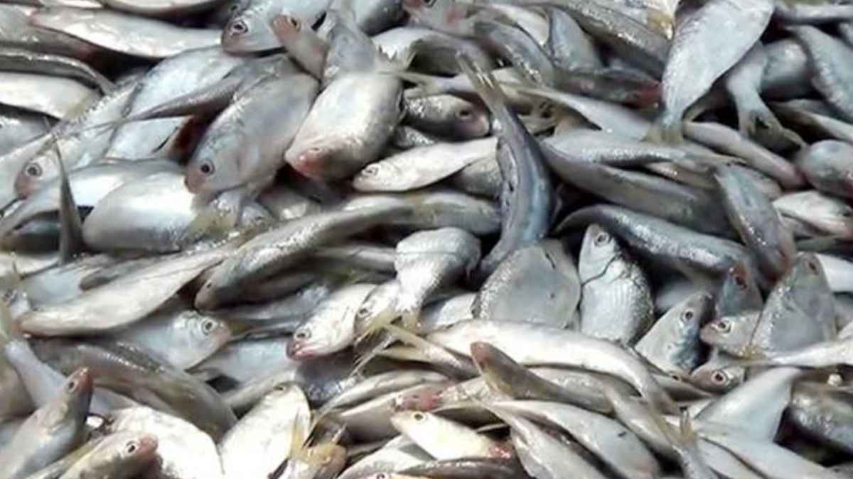 জাটকা রক্ষায় ৮ মাসের নিষেধাজ্ঞা, পটুয়াখালীতে চোখে পড়েনি নিষেধাজ্ঞা