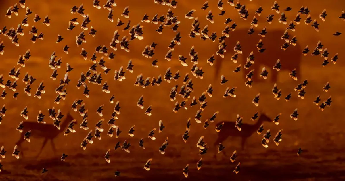 Birds Birds