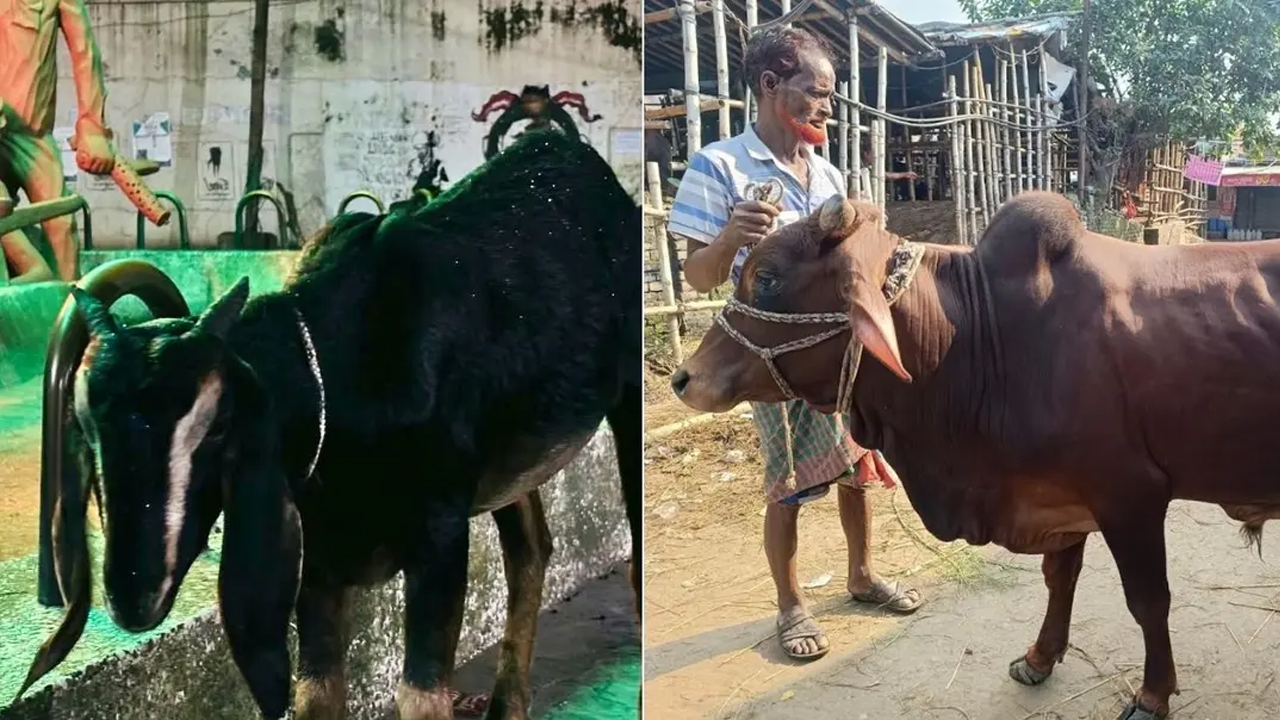 জগন্নথ বিশ্ববিদ্যালয়ের পশু জবাইয়ে নোটিশের প্রেক্ষিতে বিক্ষোভের পর ঘোষিত ‘গরু ভোজ’ কর্মসূচির জন্য একটি গরু ও ছাগল কেনা হয়েছে। ছবি- সংগৃহীত