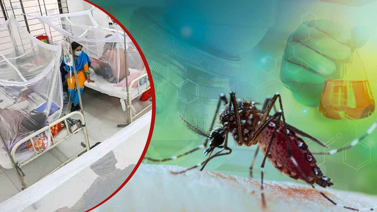 ডেঙ্গুতে আরও ৪ জনের মৃত্যু