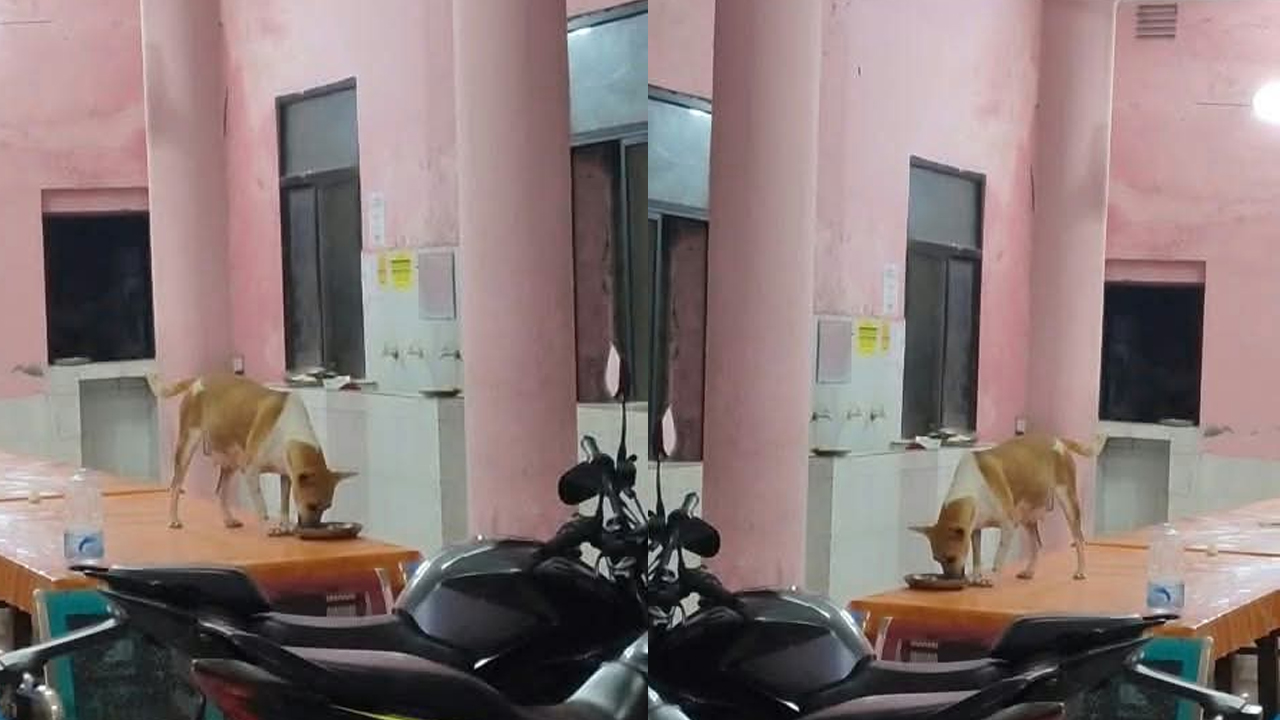 ঢাকা কলেজের নর্থ হলের ডাইনিংয়ে কুকুরের অবাধ বিচরণ