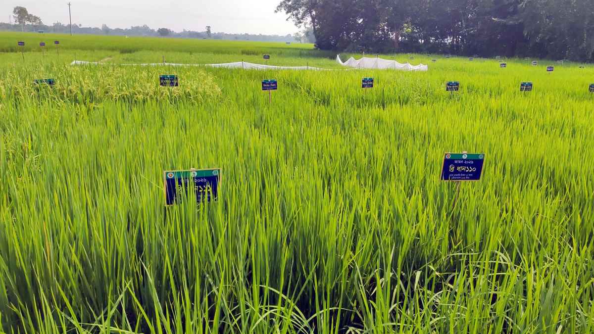 এক মাঠে ৫২ জাতের ধান, দিনাজপুরে কৃষিতে নতুন দিগন্ত