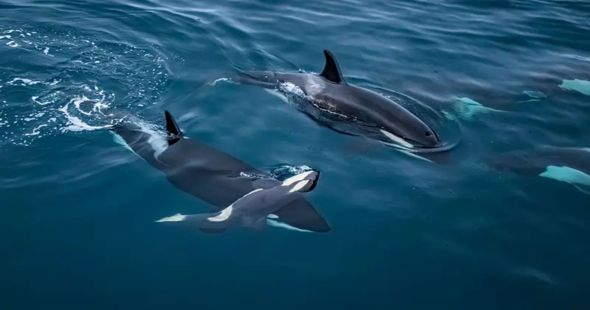 Dolphin Dolphin