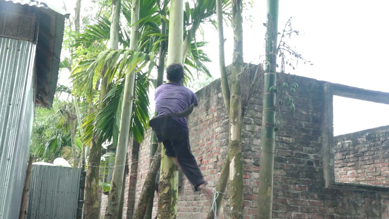গাছের ডালে রংপুরের একরামুলের জীবনযুদ্ধ / ছবি: ঢাকা মেইল