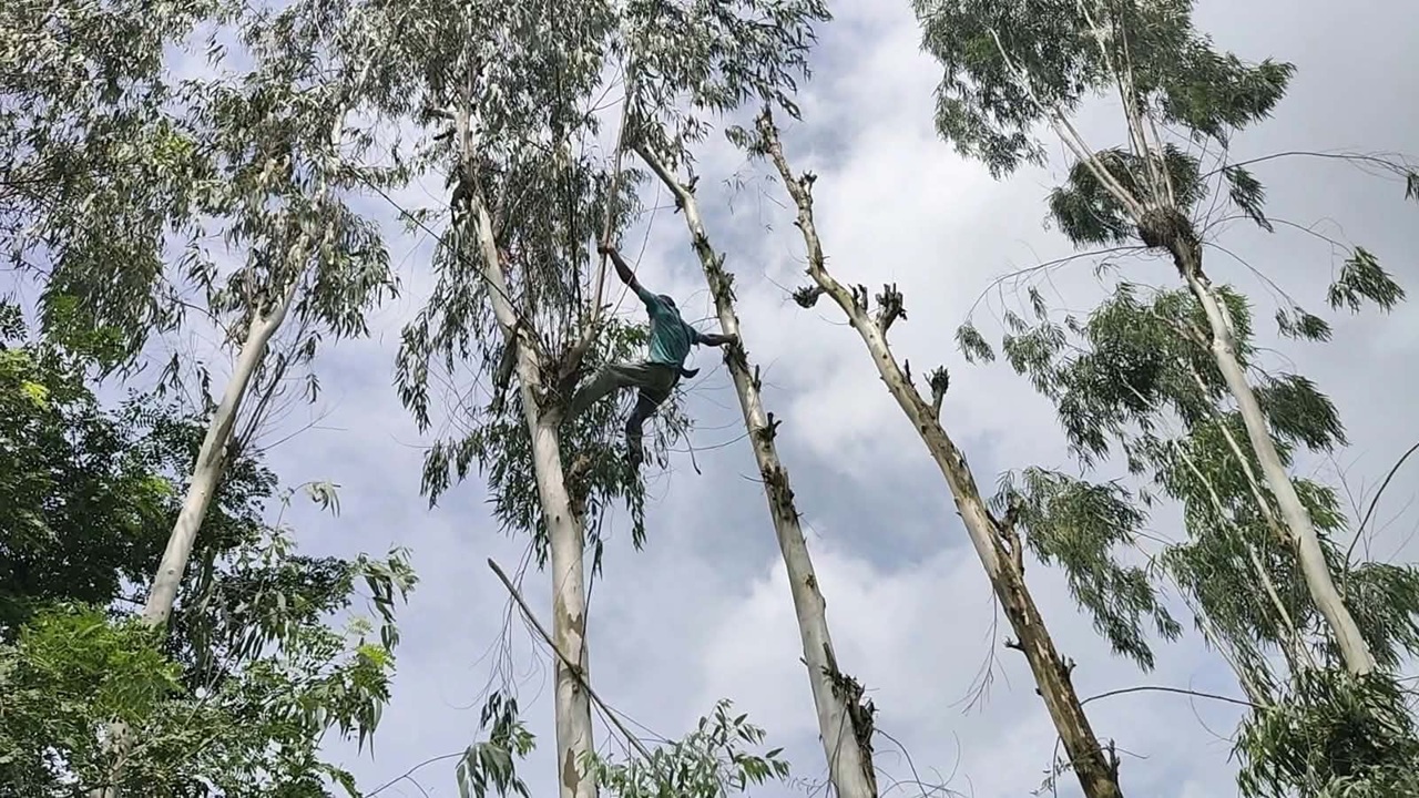 গাছের ডালে রংপুরের একরামুল / ছবি: ঢাকা মেইল