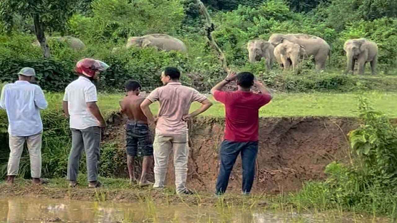 ভিউয়ের নেশায় বন্যহাতিকে উত্ত্যক্ত, শেরপুরে বাড়ছে মানুষ-হাতির সংঘাত