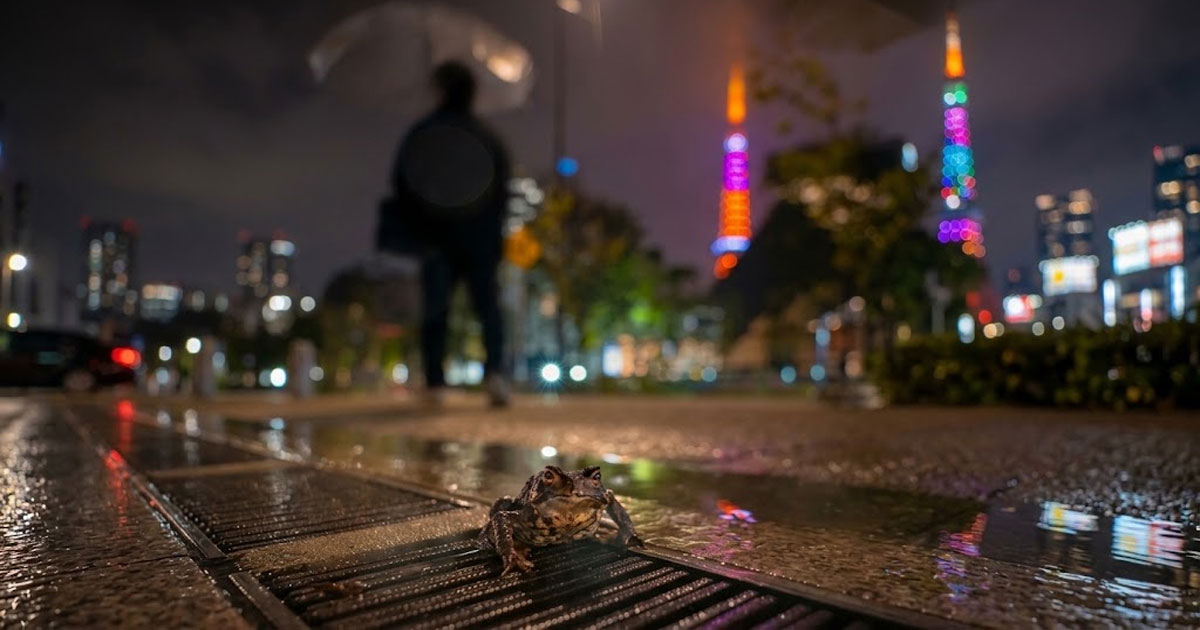 Frog Frog