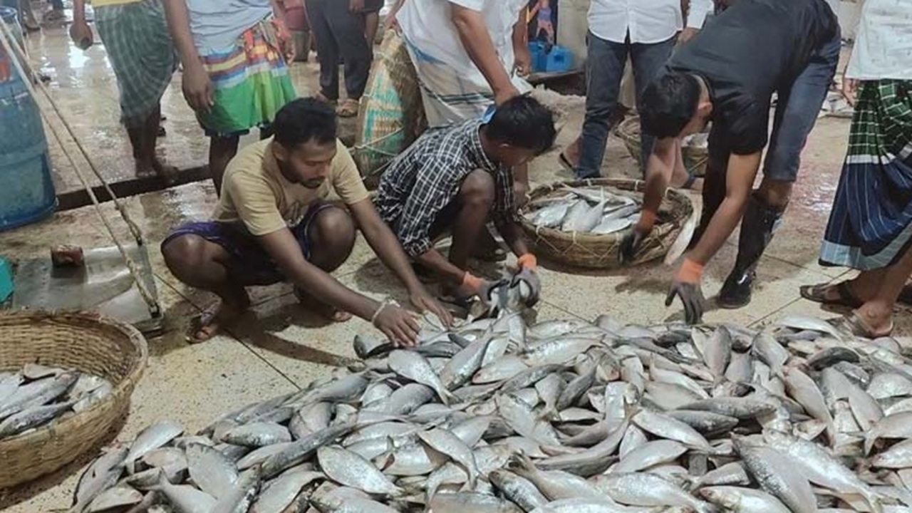 Hilsa_fish2 Hilsa_fish2