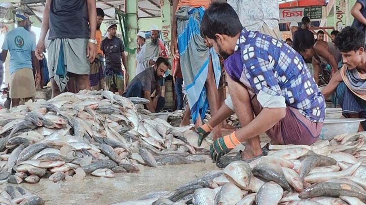 Hilsa_fish3 Hilsa_fish3