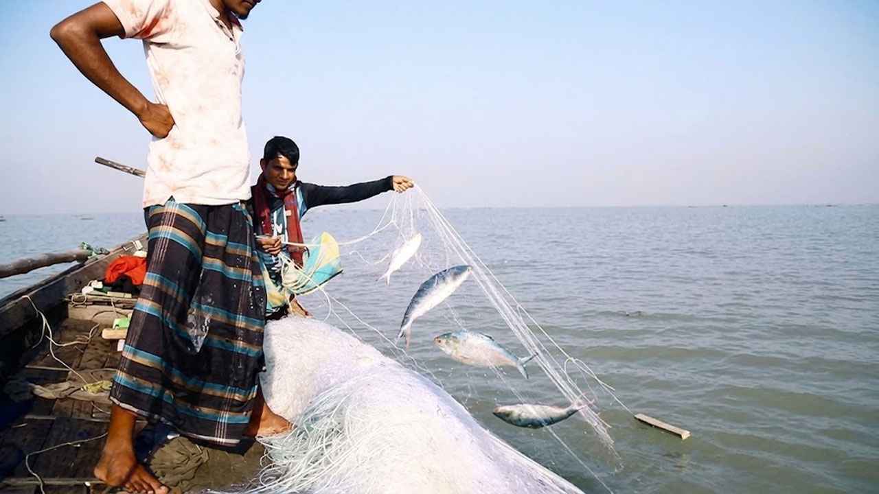 মধ্যরাত থেকে জাটকা আহরণে ৮ মাসের নিষেধাজ্ঞা