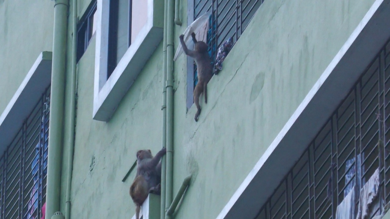 Madaripur_and_the_monkey2