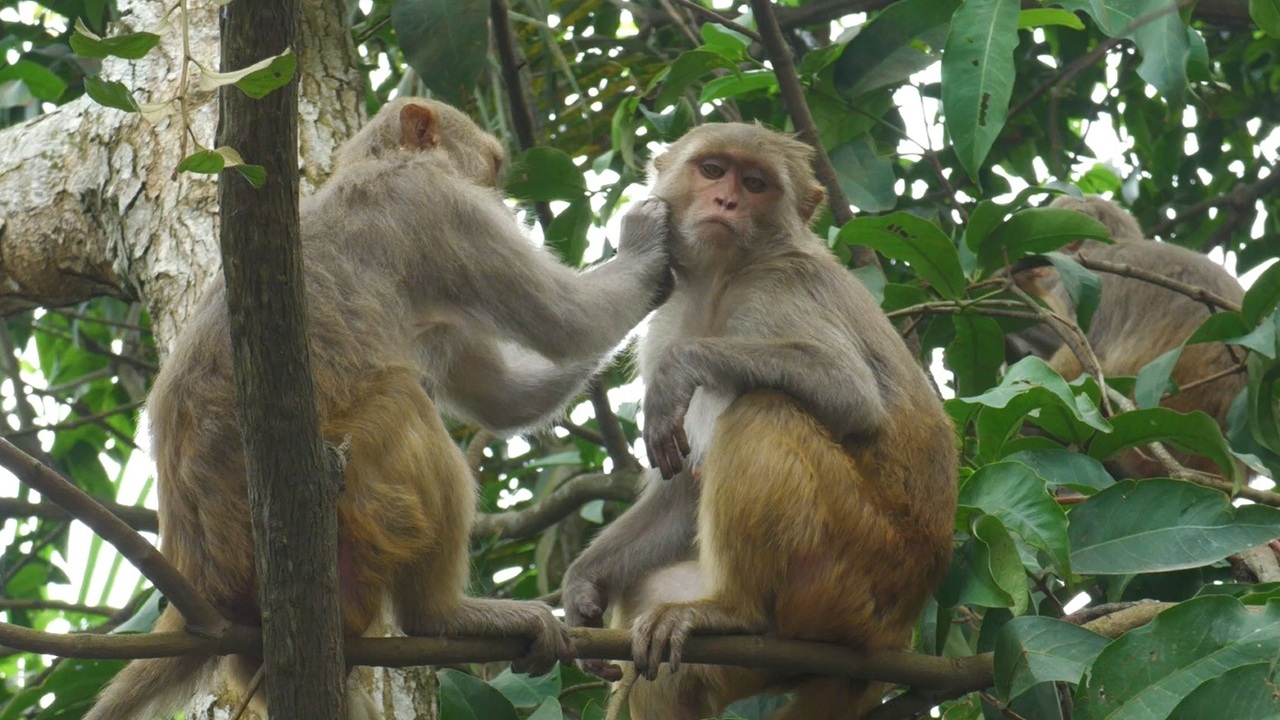 Madaripur_and_the_monkey3