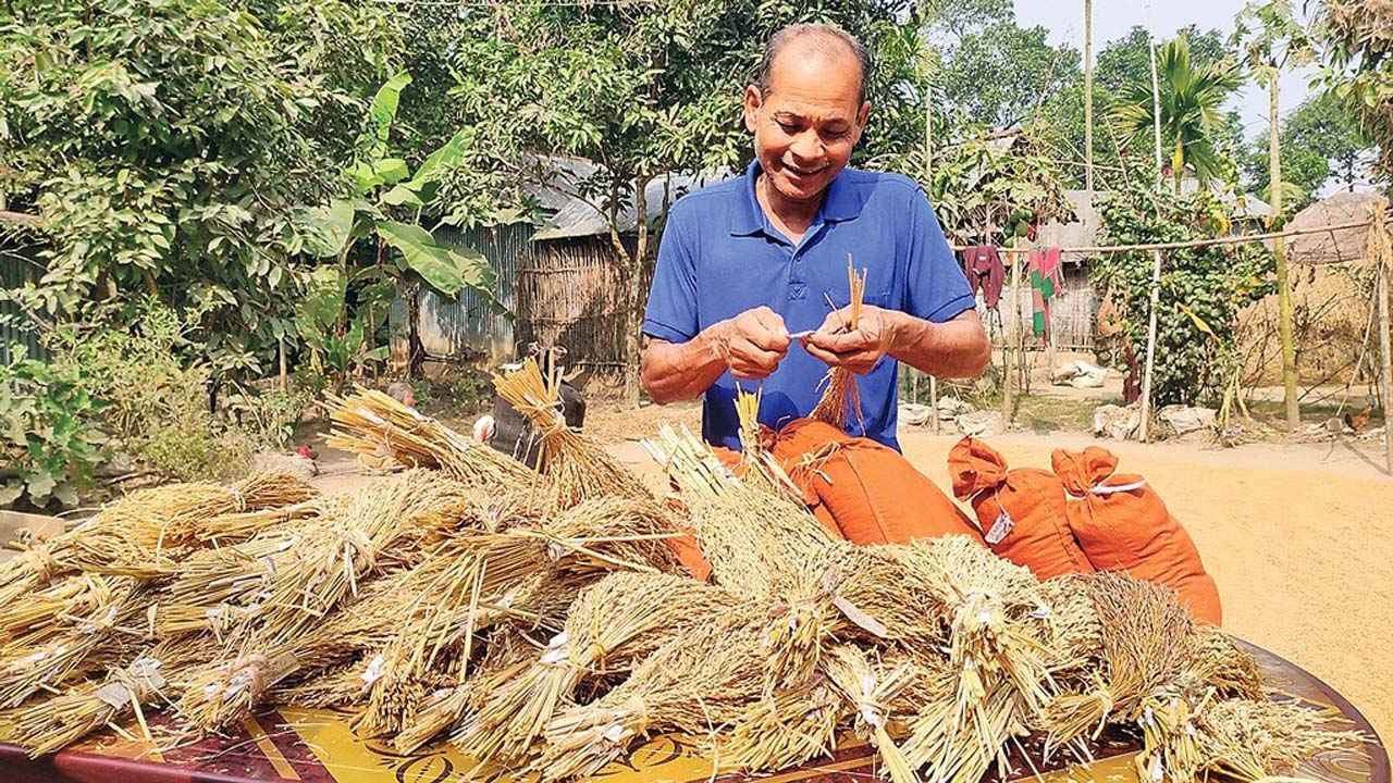 জরাজীর্ণ ঘরেই ধান নিয়ে গবেষণা, ২১ বছরে ২৫ জাত উদ্ভাবন সেন্টু হাজংয়ের