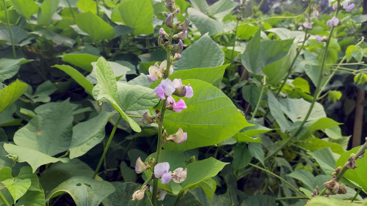 Shim-Dinajpur2