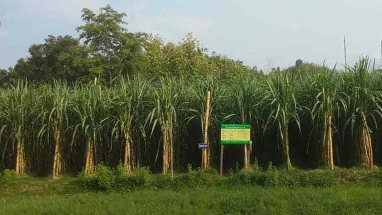 চট্টগ্রামের রাঙ্গুনিয়া আর দ্বীপ উপজেলা সন্দ্বীপের নদীর তীরবর্তী এলাকায় বাড়ছে আখের আবাদ, বেড়েছে ফলন। ছবি- সংগৃহীত