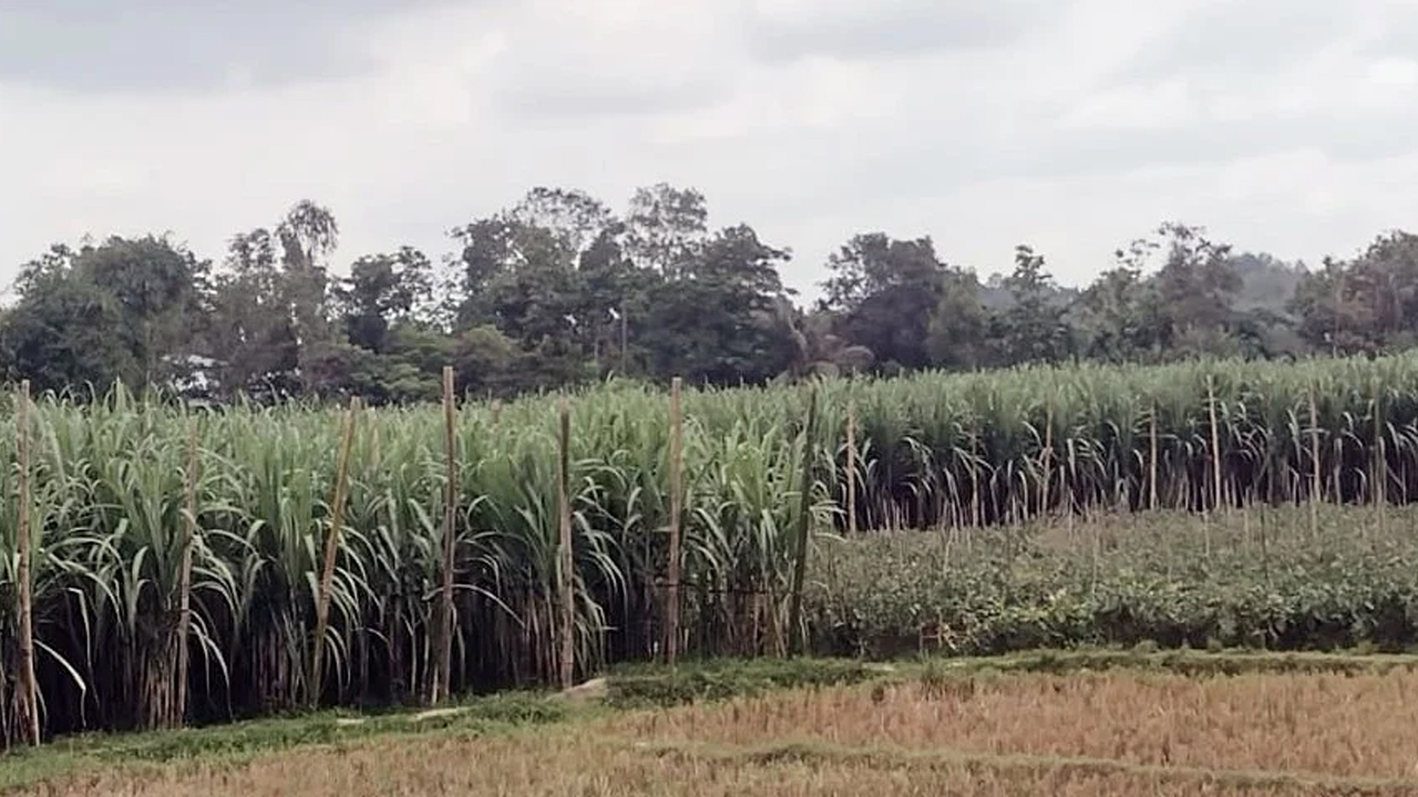 আখের আবাদে বদলেছে সাঙ্গু-ডলু তীরের চিত্র। ছবি- বাসস