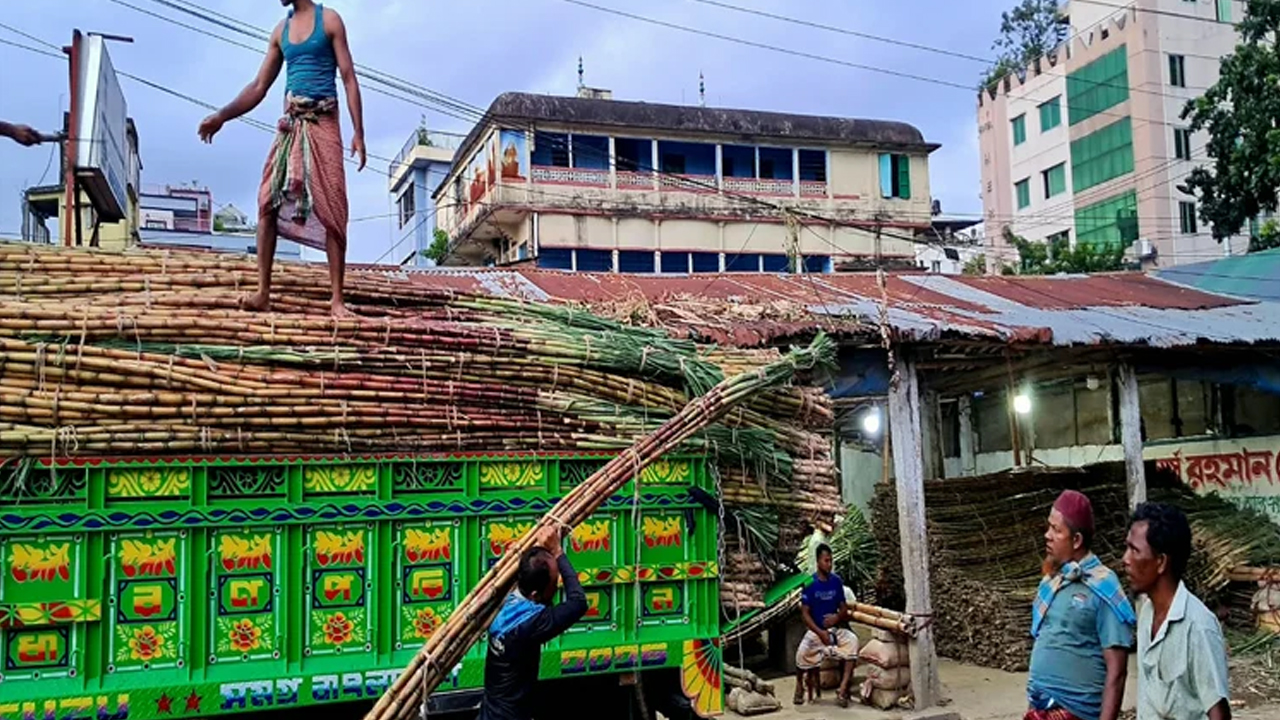 চট্টগ্রাম মহানগরীর সড়কের পাশে দাঁড়ালেই এখন চোখে পড়ছে সবুজ-সোনালি আখের সারি। ছবি- বাসস