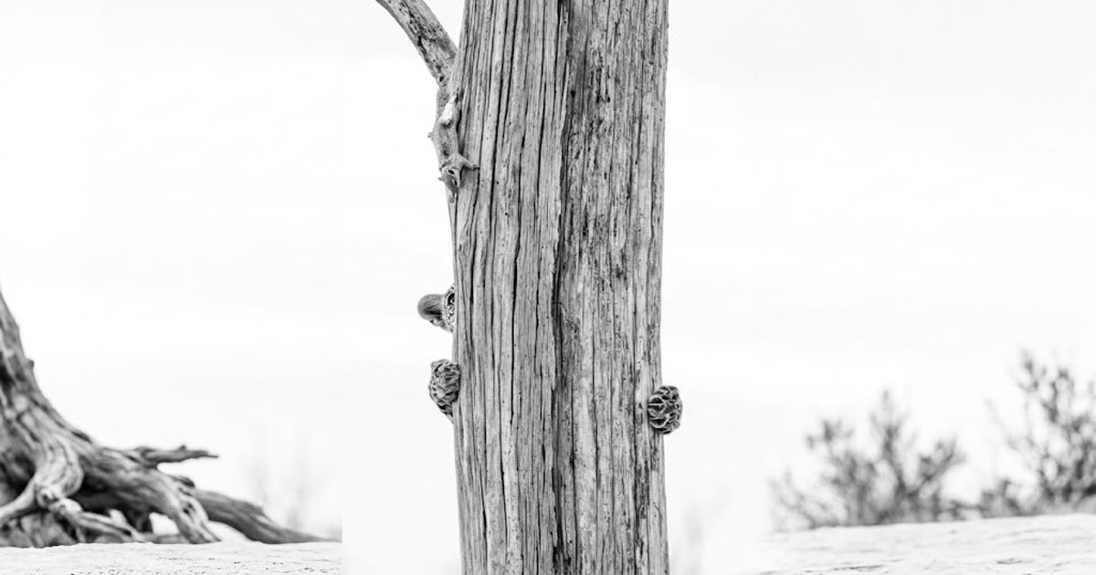 Tree Tree