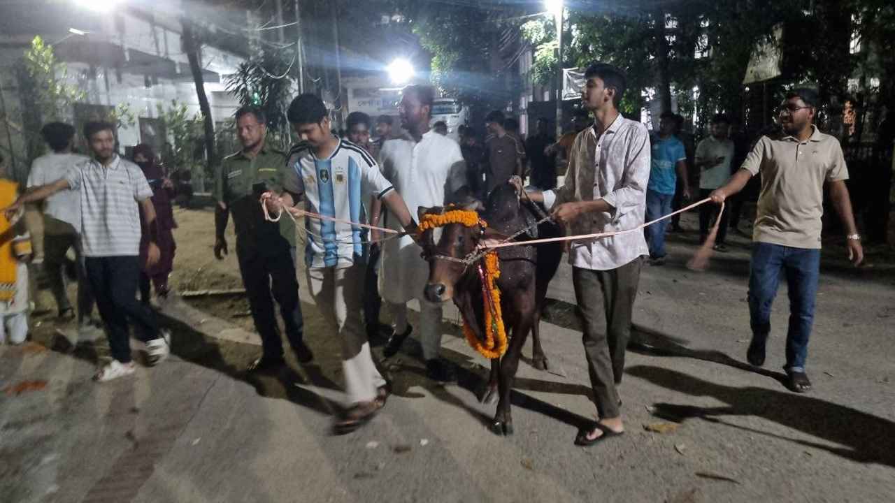 লাখ টাকার গরু নিয়ে জবিতে শিক্ষার্থীদের মিছিল