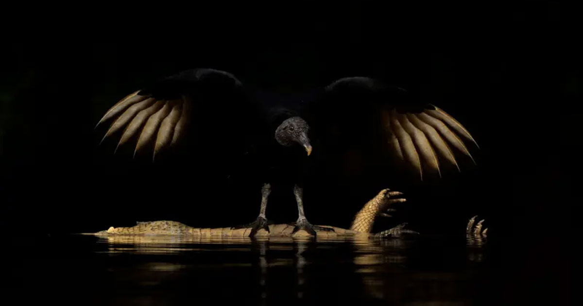 Wings Wings