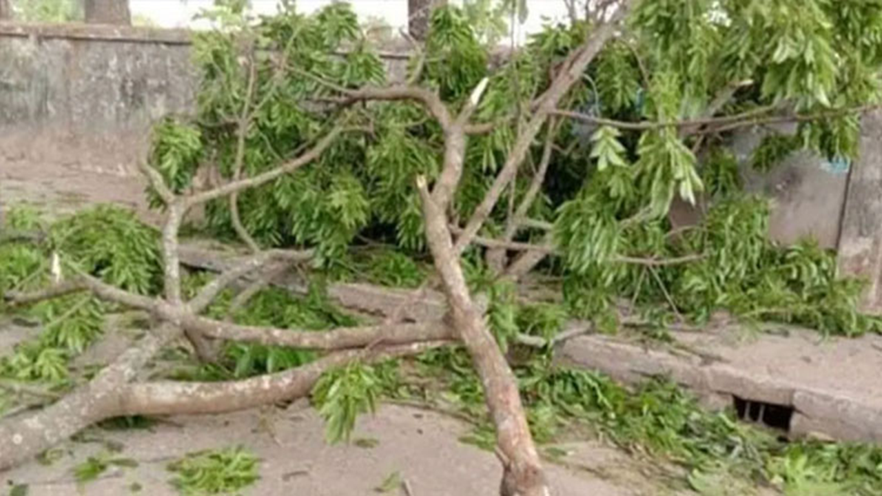 নবাবগঞ্জে গাছের ডাল মাথায় পড়ে মোটরসাইকেল আরোহীর মৃত্যু, ছেলে আহত