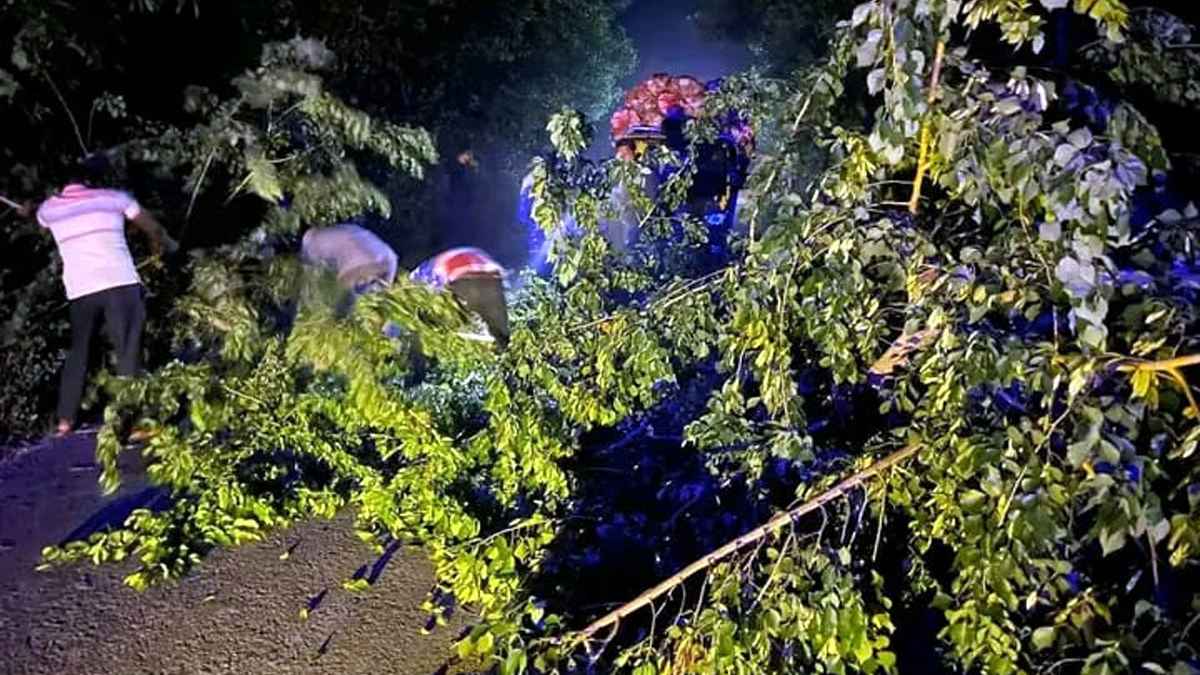 নবাবগঞ্জে সড়কে গাছ ফেলে চার গাড়িতে ডাকাতি