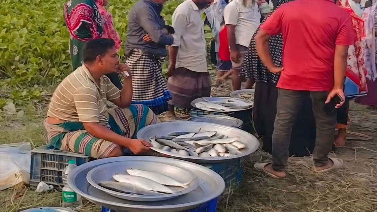 নিষেধাজ্ঞার মধ্যে পদ্মায় ইলিশ শিকার, জাজিরায় পাড়েই বিক্রি