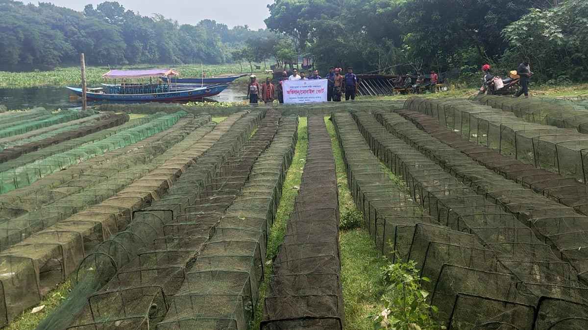 শৈলকুপায় ৭৭ পিস চায়না দুয়ারী জাল জব্দ