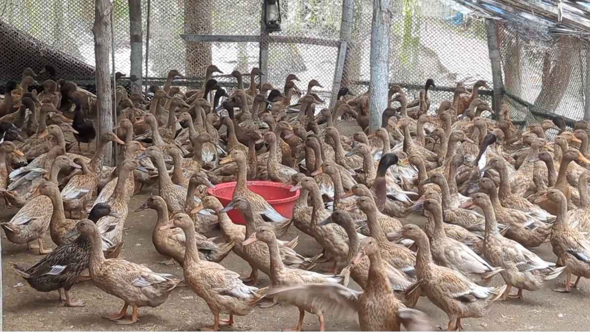 অভাব জয় করে দুর্গাপুর এখন ‘হাঁসের গ্রাম’