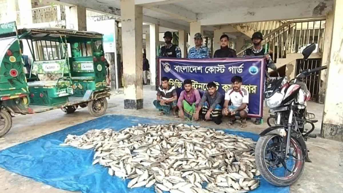 লক্ষ্মীপুরে ৩ মণ ইলিশ জব্দ, আটক ৪