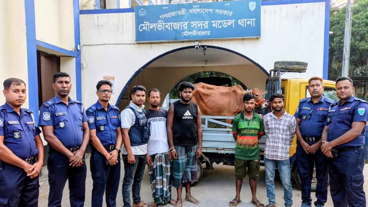 মৌলভীবাজার চুরি হওয়া গরু উদ্ধার, আটক ৪