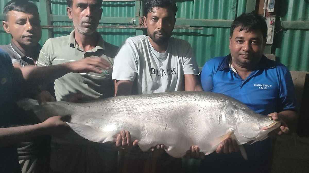 নাটোরে বড়শিতে ধরা পড়ল ১৪ কেজির চিতল