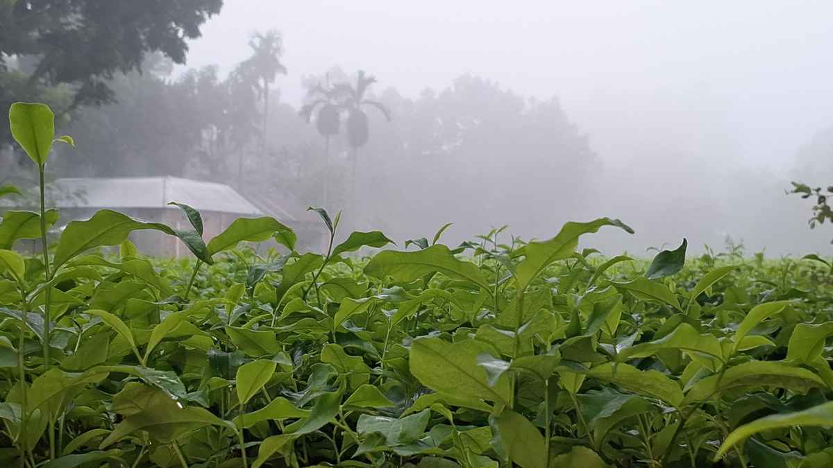 তেঁতুলিয়ায় তাপমাত্রা নেমেছে ১৬ ডিগ্রি সেলসিয়াসে