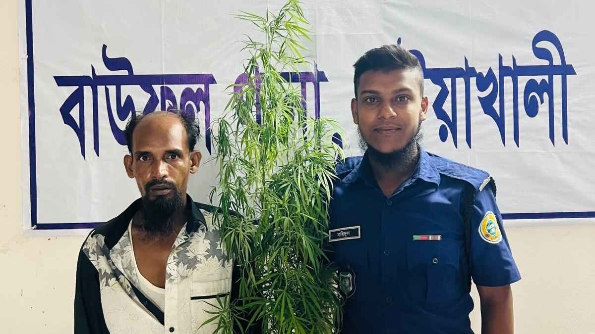 বাড়ির আঙিনায় গাঁজা চাষ, চাষি আটক