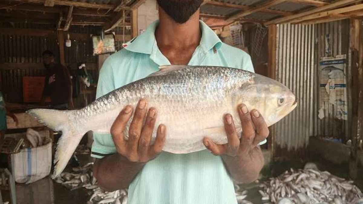বঙ্গোপসাগরে জেলের জালে ধরা ২ কেজির ইলিশ, ৭২৫০ টাকায় বিক্রি