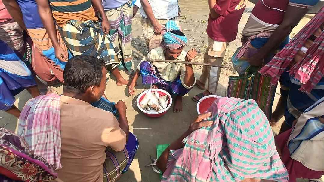 নিষেধাজ্ঞার মধ্যেও পদ্মায় মা ইলিশ শিকার, পাড়ে প্রকাশ্যে বিক্রি