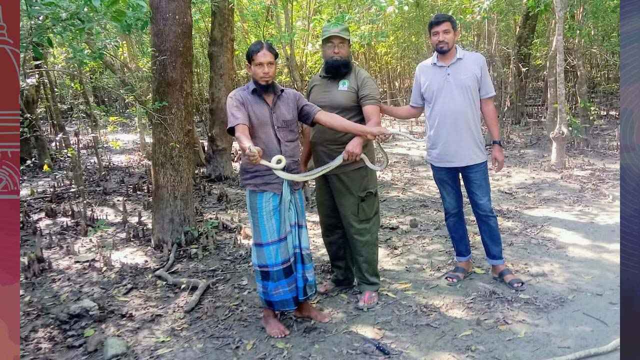 পাথরঘাটায় জালে আটকা ৬ ফুটের দাঁড়াশ সাপ, উদ্ধার করে বনে অবমুক্ত