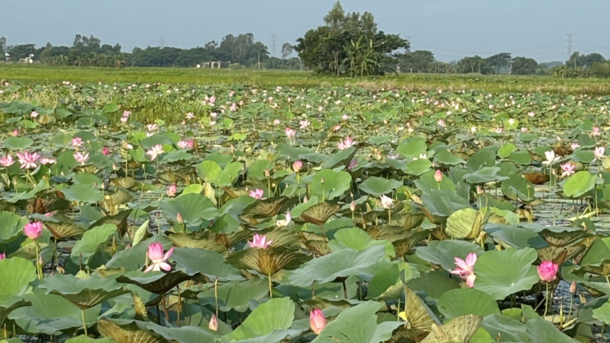 পদ্ম ফুলে ভরা গোপালগঞ্জের বলাকইড় বিল। ছবি: ঢাকা মেইল