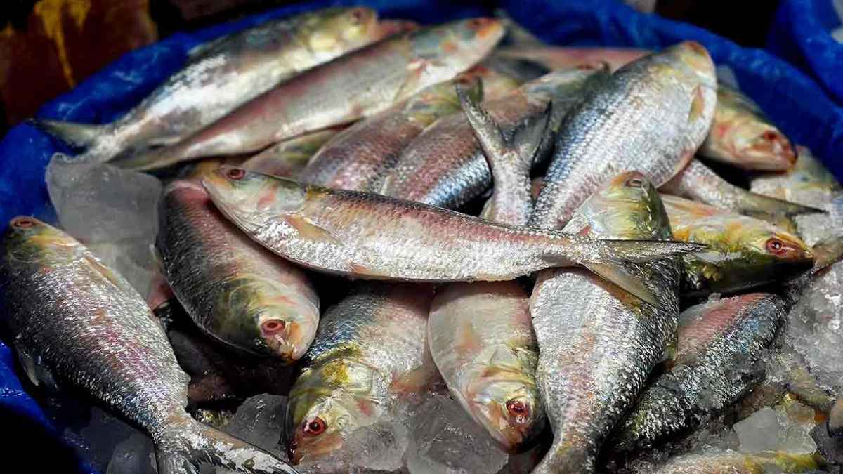 দুই মাসে ভারত থেকে এসেছে সাড়ে ৩ লাখ কেজি ইলিশ