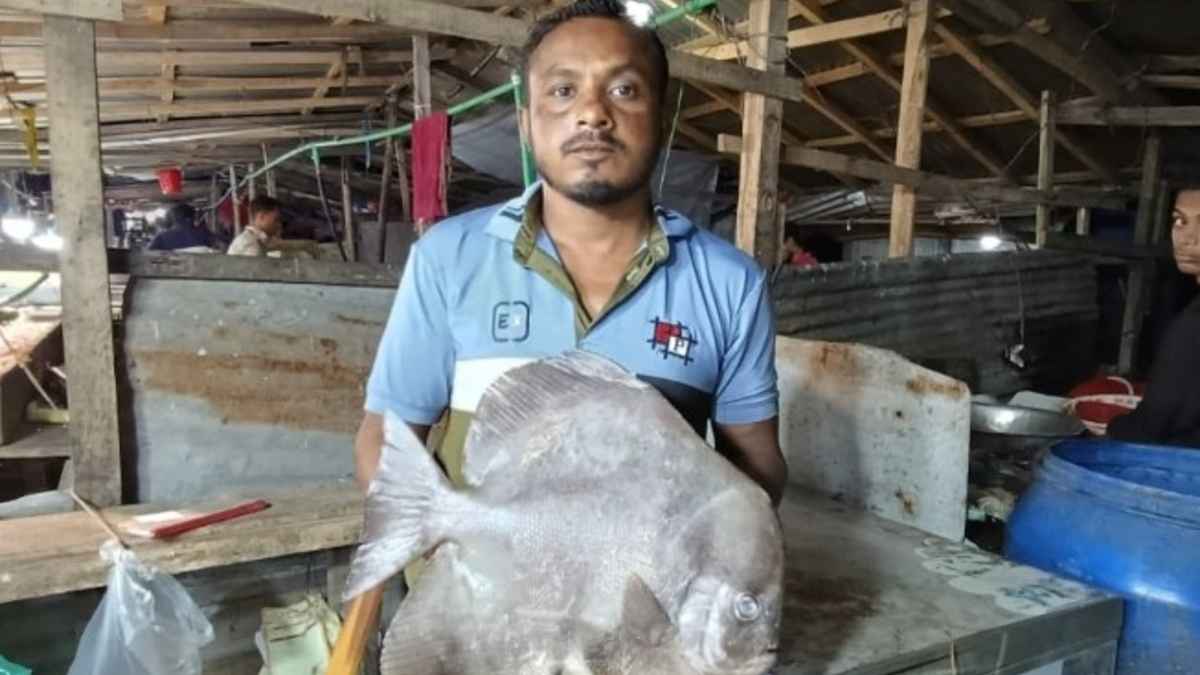 বিরল প্রজাতির ‘কিং চান্দা’ জেলে জালে ধরা, বিক্রি ২ হাজার টাকায়