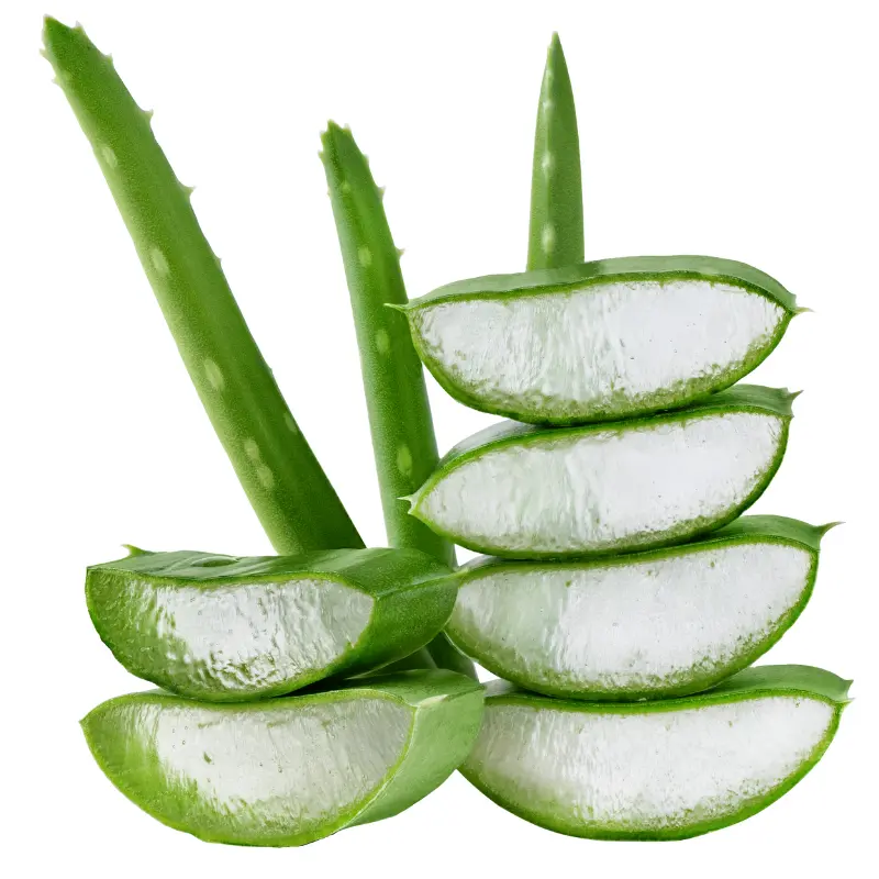 Aloe-Vera-2