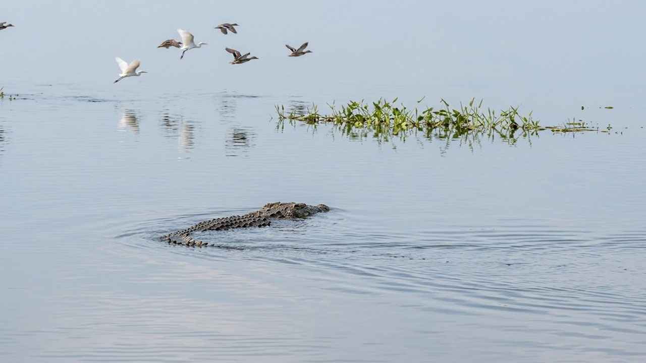 বলেশ্বর নদে বিশাল আকৃতির কুমির, আতঙ্কে স্থানীয়রা