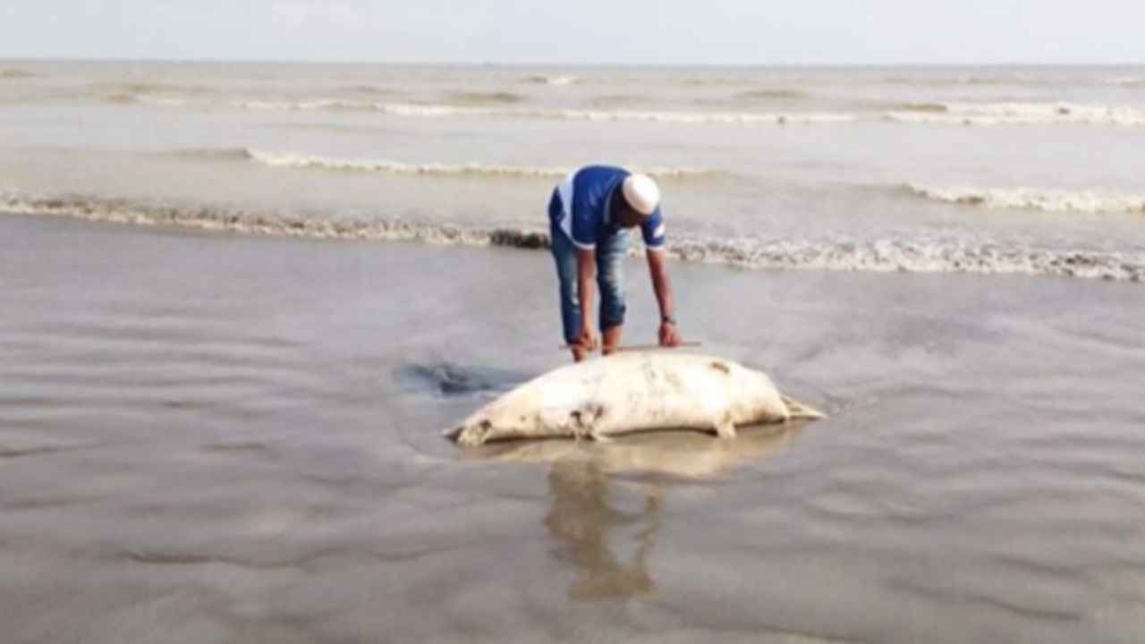 কুয়াকাটা সৈকতে ভেসে এলো ৬ ফুটের মৃত ডলফিন
