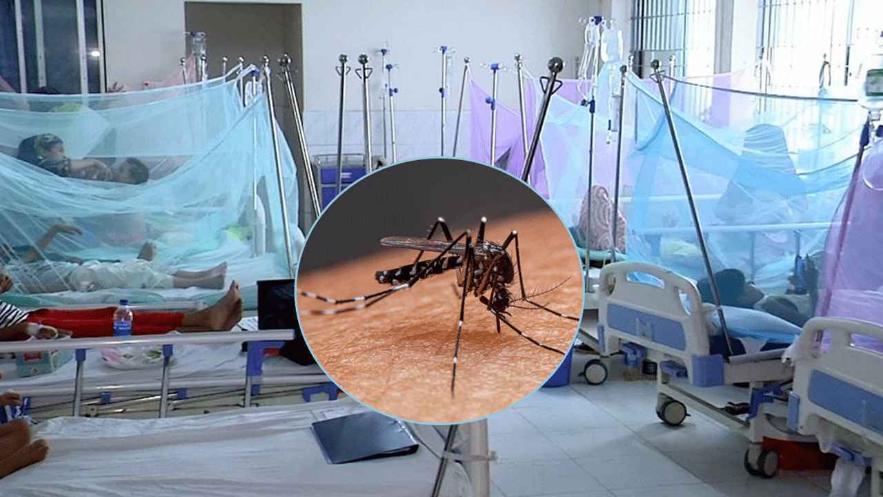 ডেঙ্গুর থাবায় ঝরল আরও ৫ প্রাণ, শনাক্তে রেকর্ড