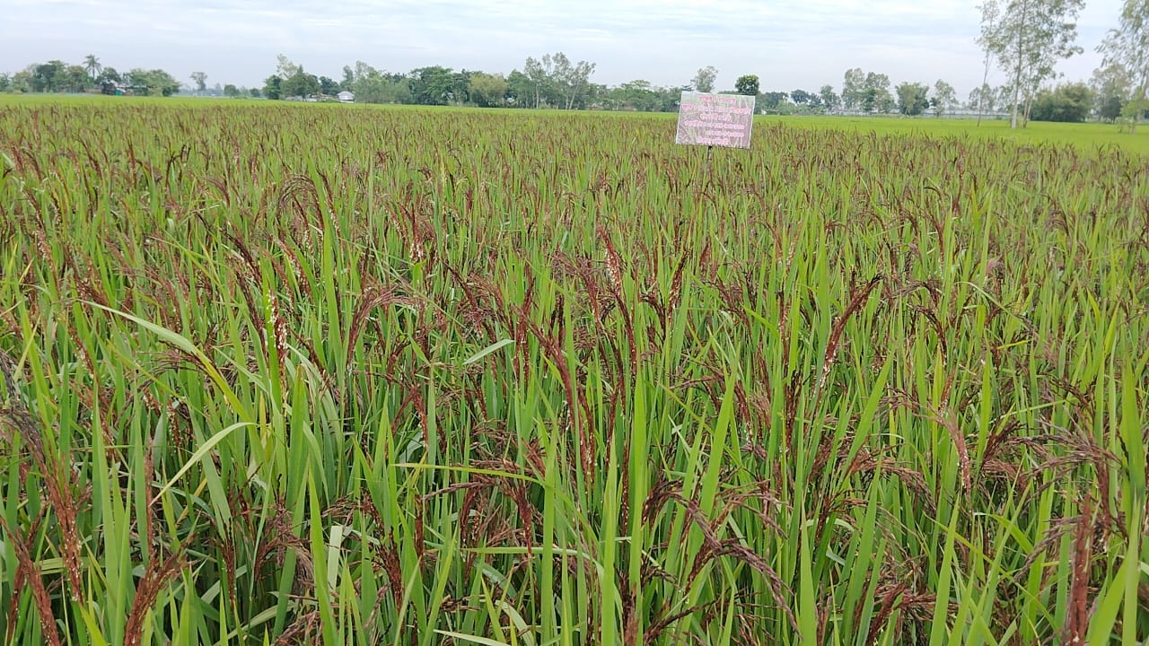 Dinajpur-2