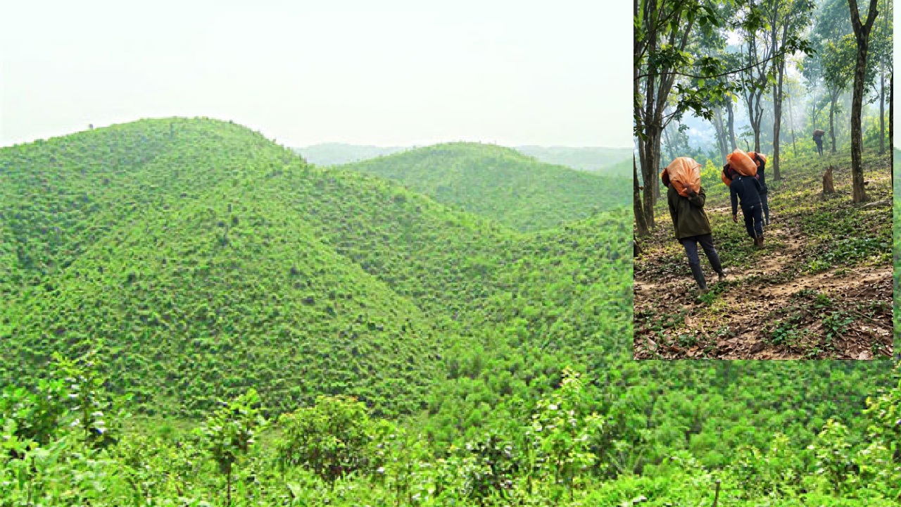 Drug_smuggling_along_the_Garo_Hills_border_in_Sherpur_1