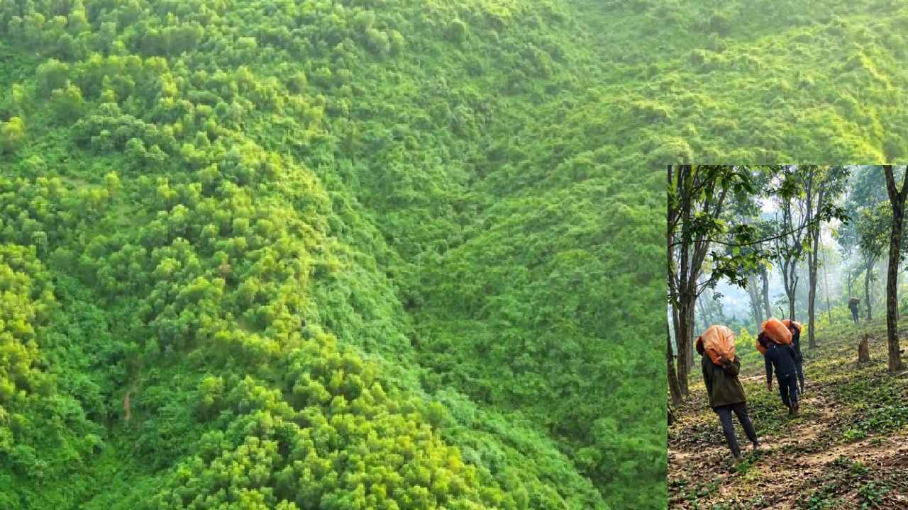 শেরপুরের গারো পাহাড় সীমান্তে মাদক কারবারিদের শক্তিশালী নেটওয়ার্ক